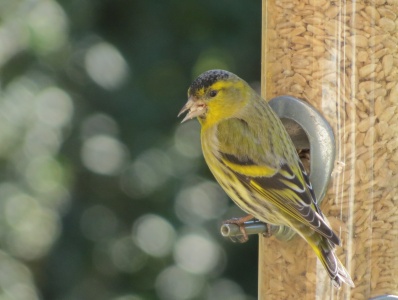 siskin (Carduelis spinus) Kenneth Noble